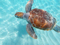 Barbados Swim with Turtles