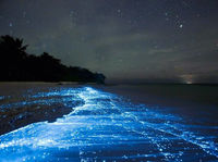 Bioluminescent Bay, Fajardo