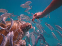 Barbados Swim with Turtles