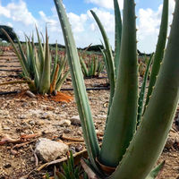 Aruba Aloe factory